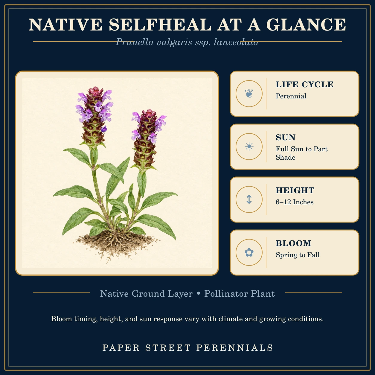 Native Selfheal: plant facts and botanical illustration