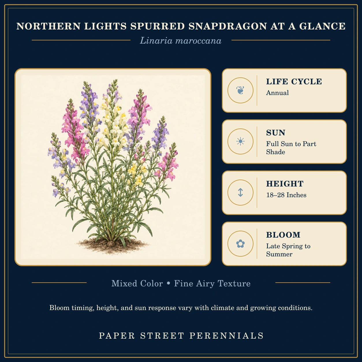Northern Lights Spurred Snapdragon: plant facts and botanical illustration