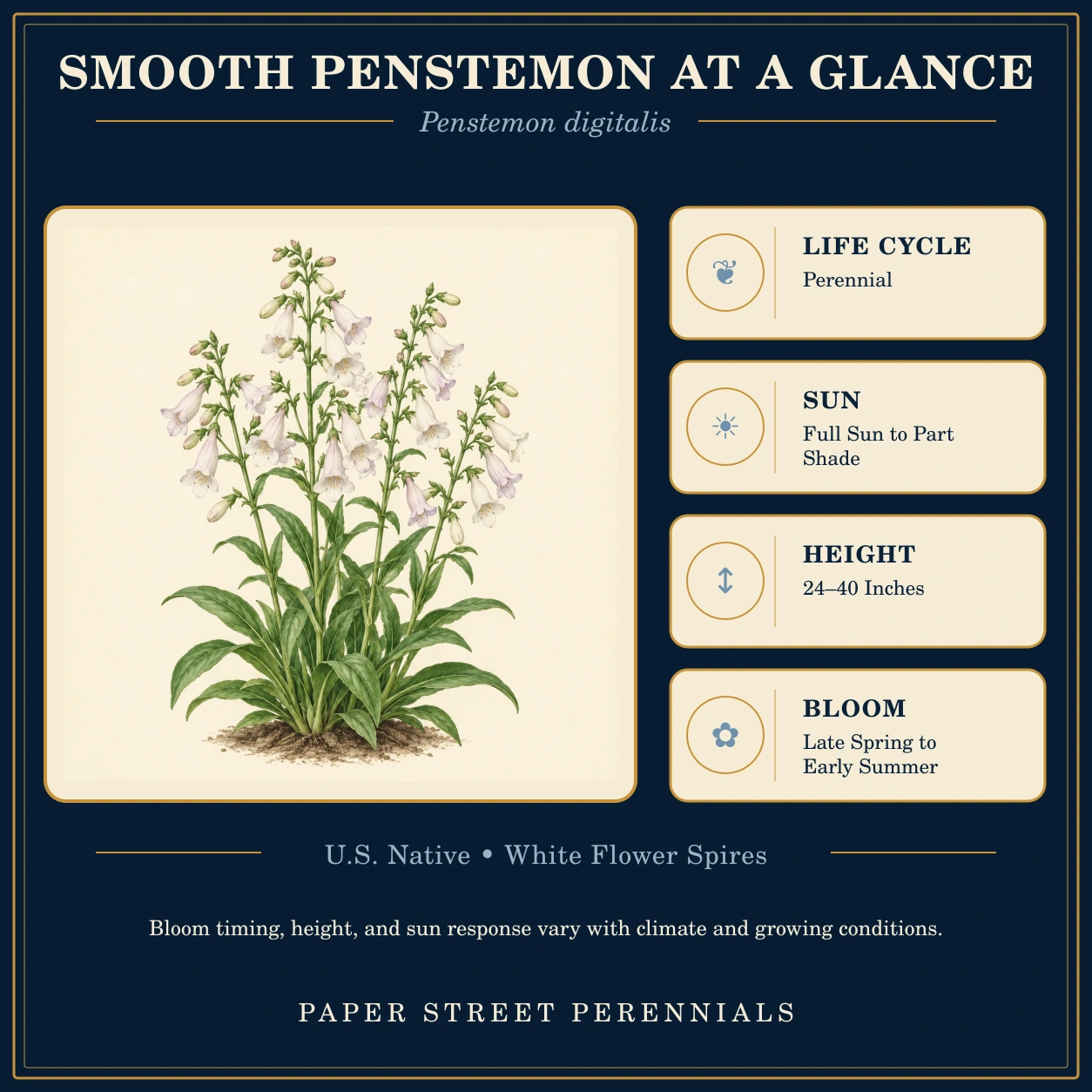 Smooth Penstemon: plant facts and botanical illustration