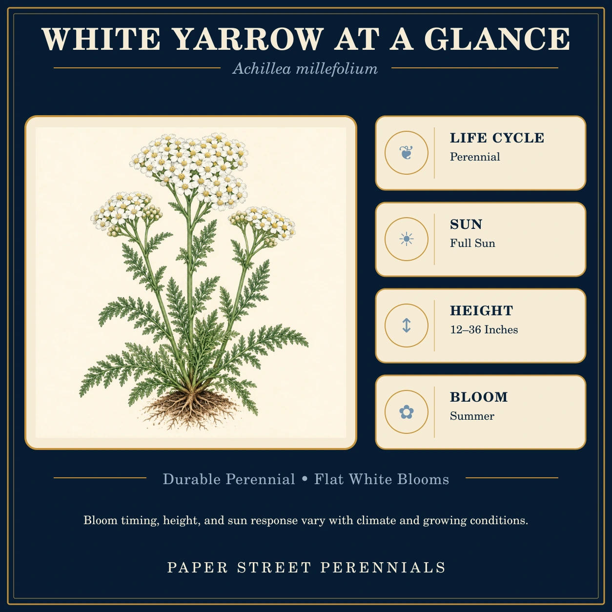 White Yarrow: plant facts and botanical illustration