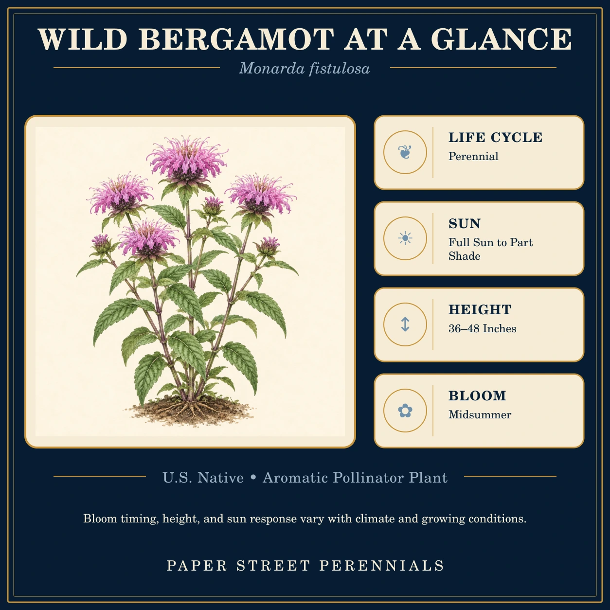 Wild Bergamot: plant facts and botanical illustration