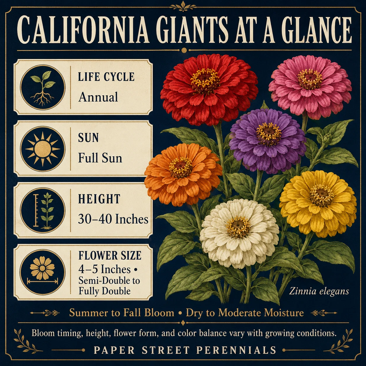 California Giants Zinnia product image
