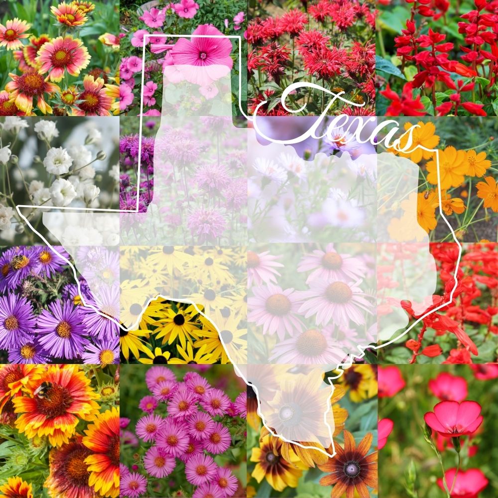 Texas – Eastern Wildflower Mix seeds