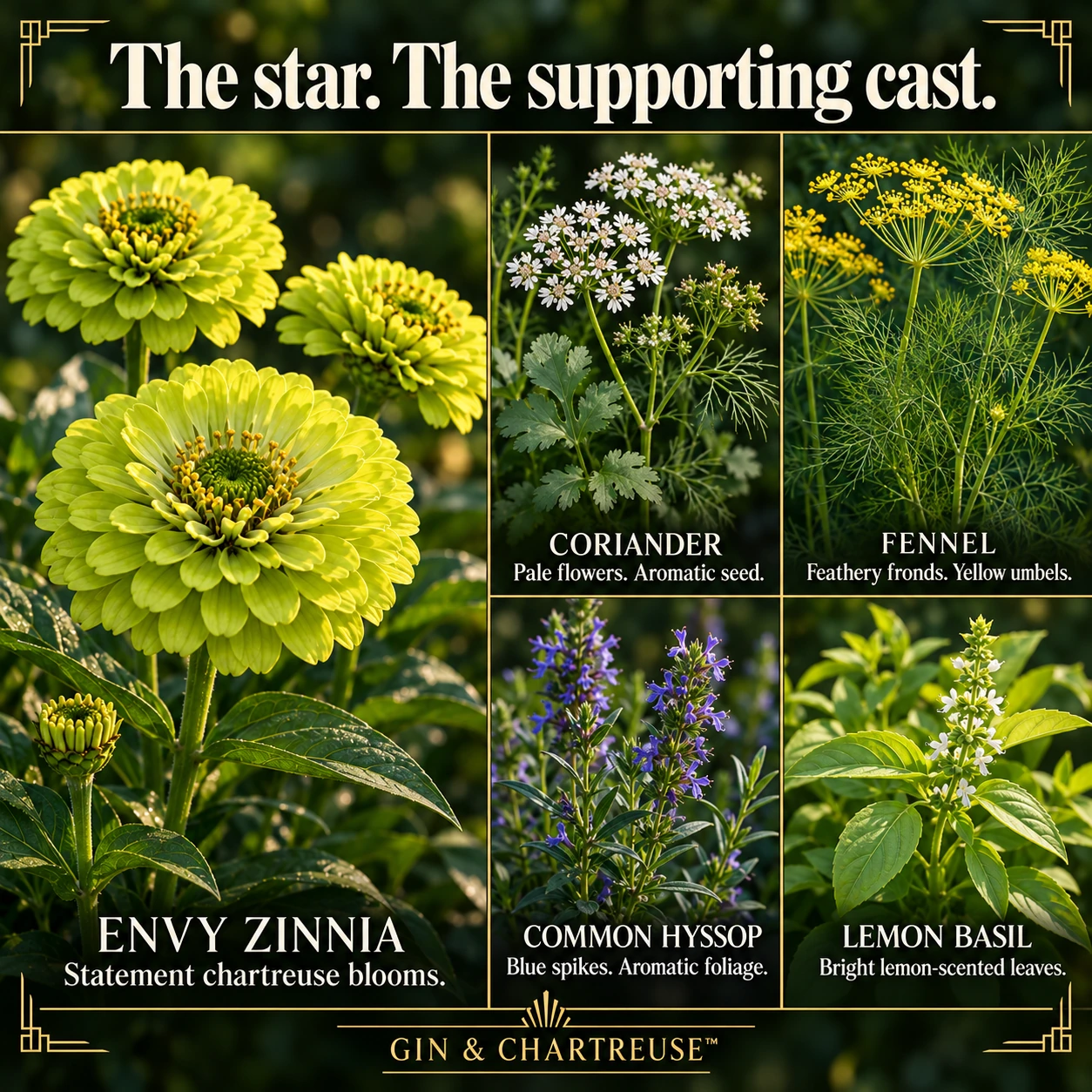 Envy Zinnia and the four supporting botanical plants