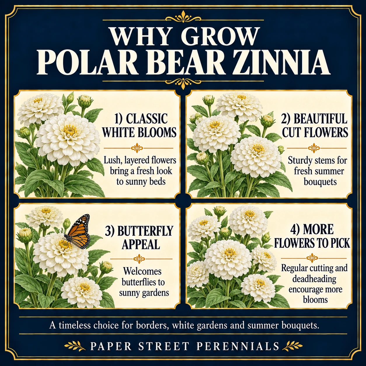 Polar Bear Zinnia: Flower detail and benefits