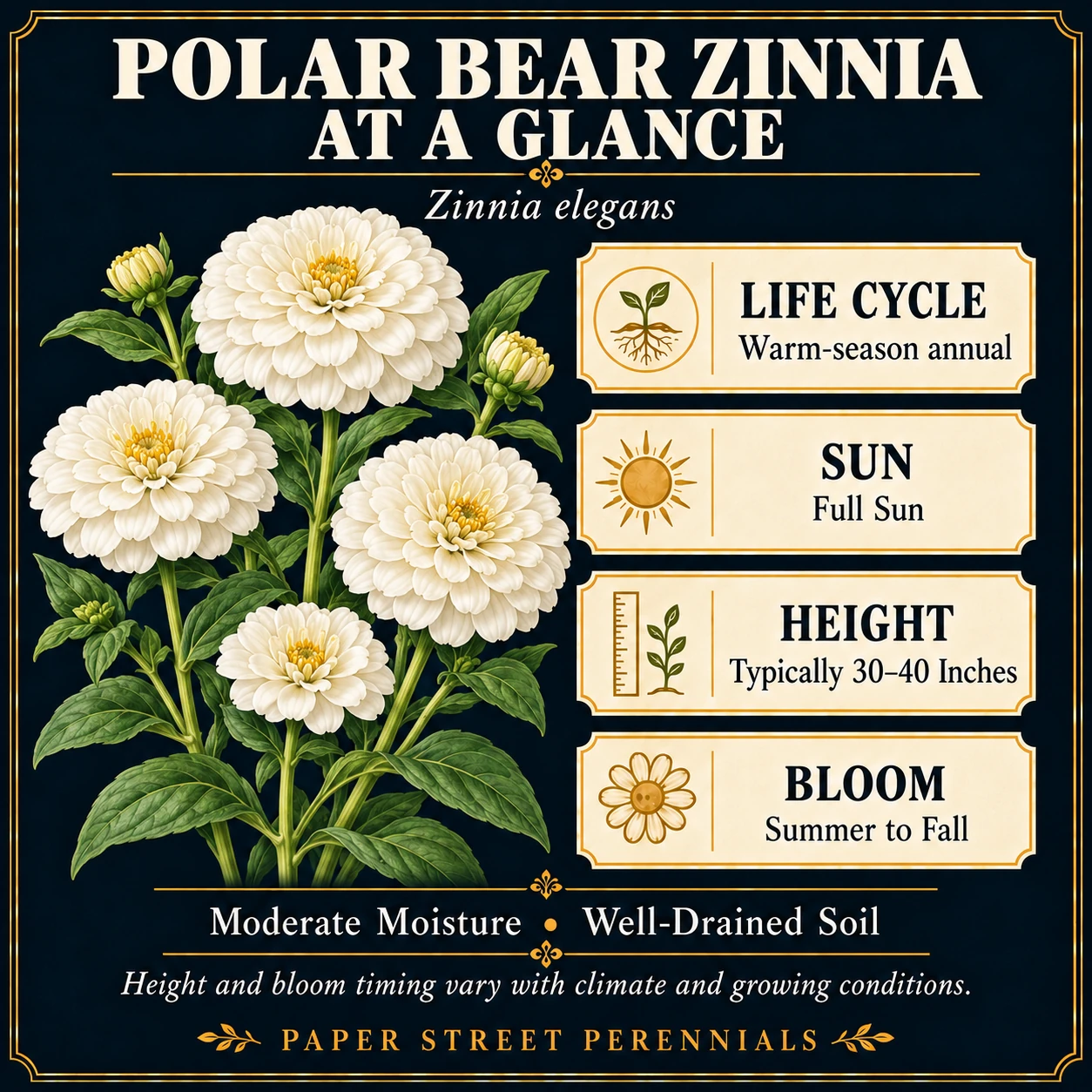 Polar Bear Zinnia: Garden character