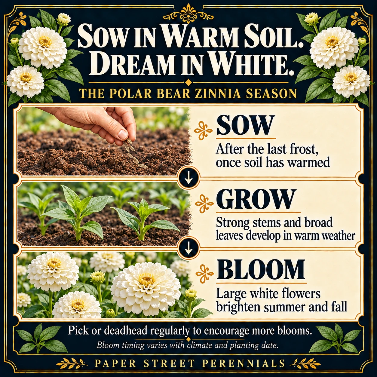 Polar Bear Zinnia: Seasonal guide