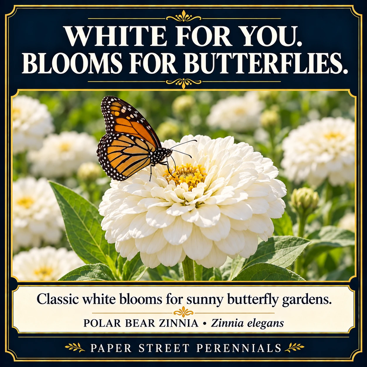 Polar Bear Zinnia: Flowers and garden visitors