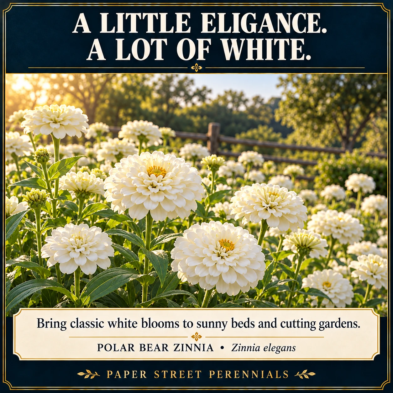 Polar Bear Zinnia: Illustrative garden planting