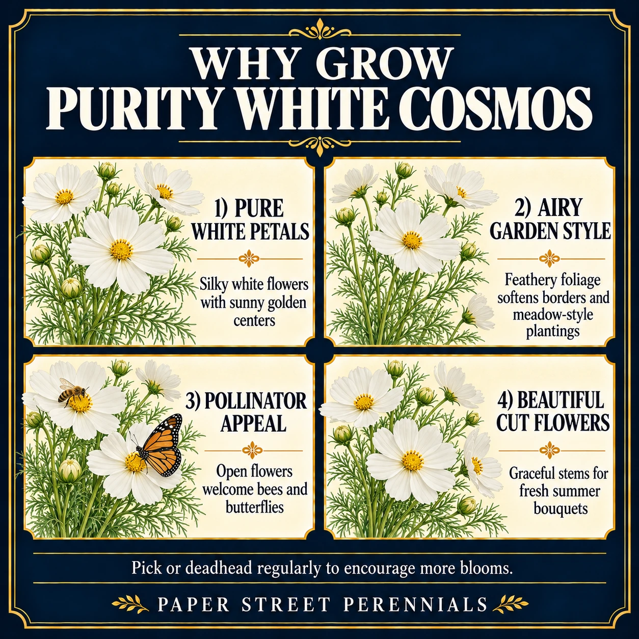 Purity White Cosmos: Flower detail and benefits
