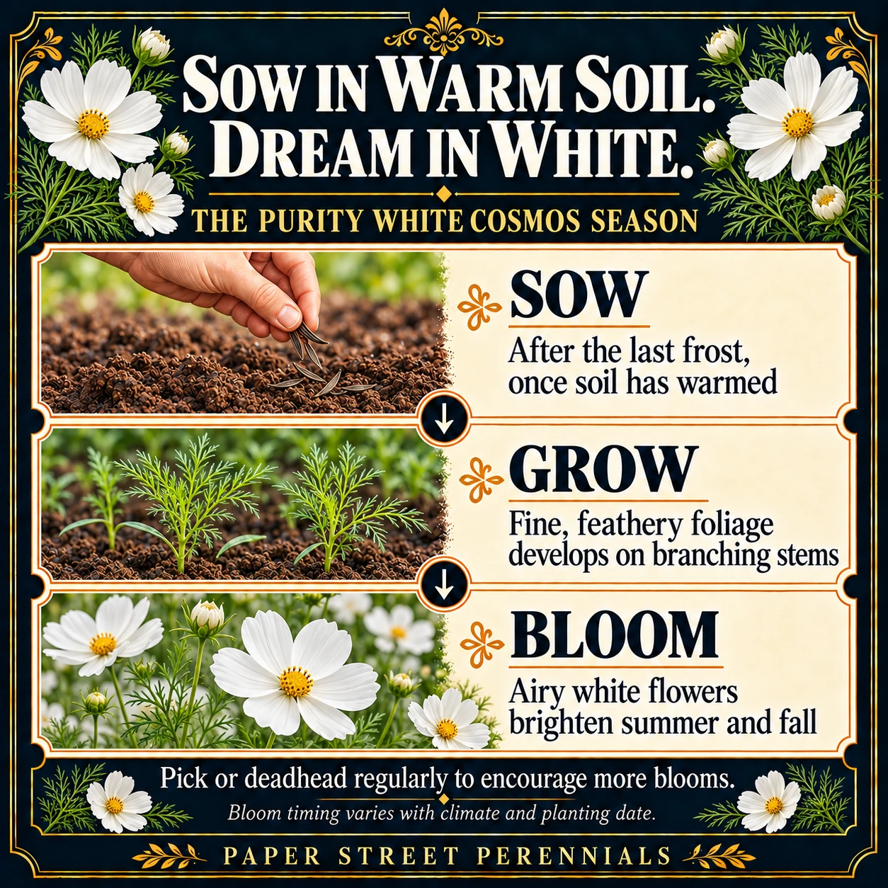 Purity White Cosmos: Seasonal guide