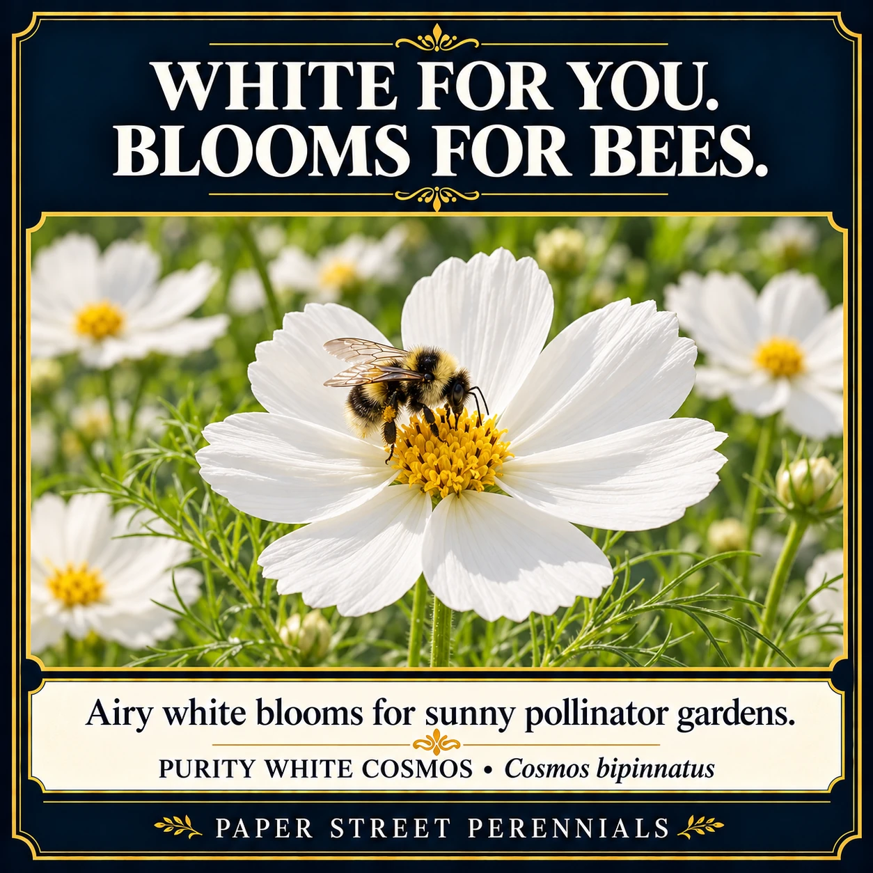 Purity White Cosmos: Flowers and garden visitors