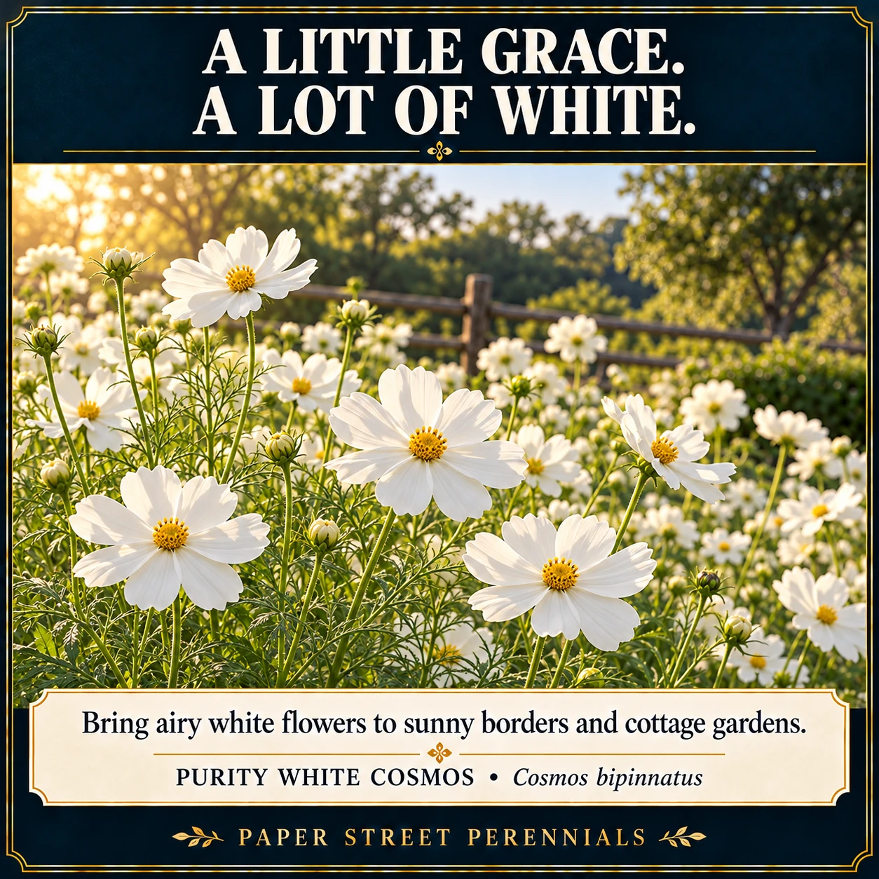 Purity White Cosmos: Illustrative garden planting