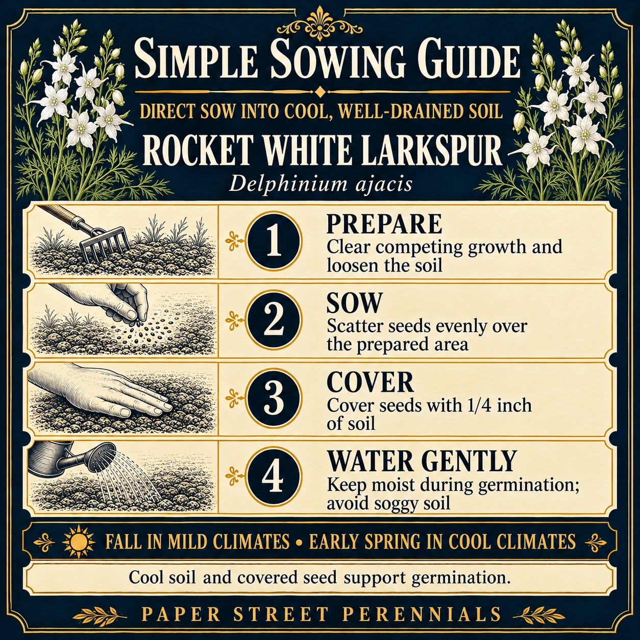 Rocket White Larkspur: Sowing guide