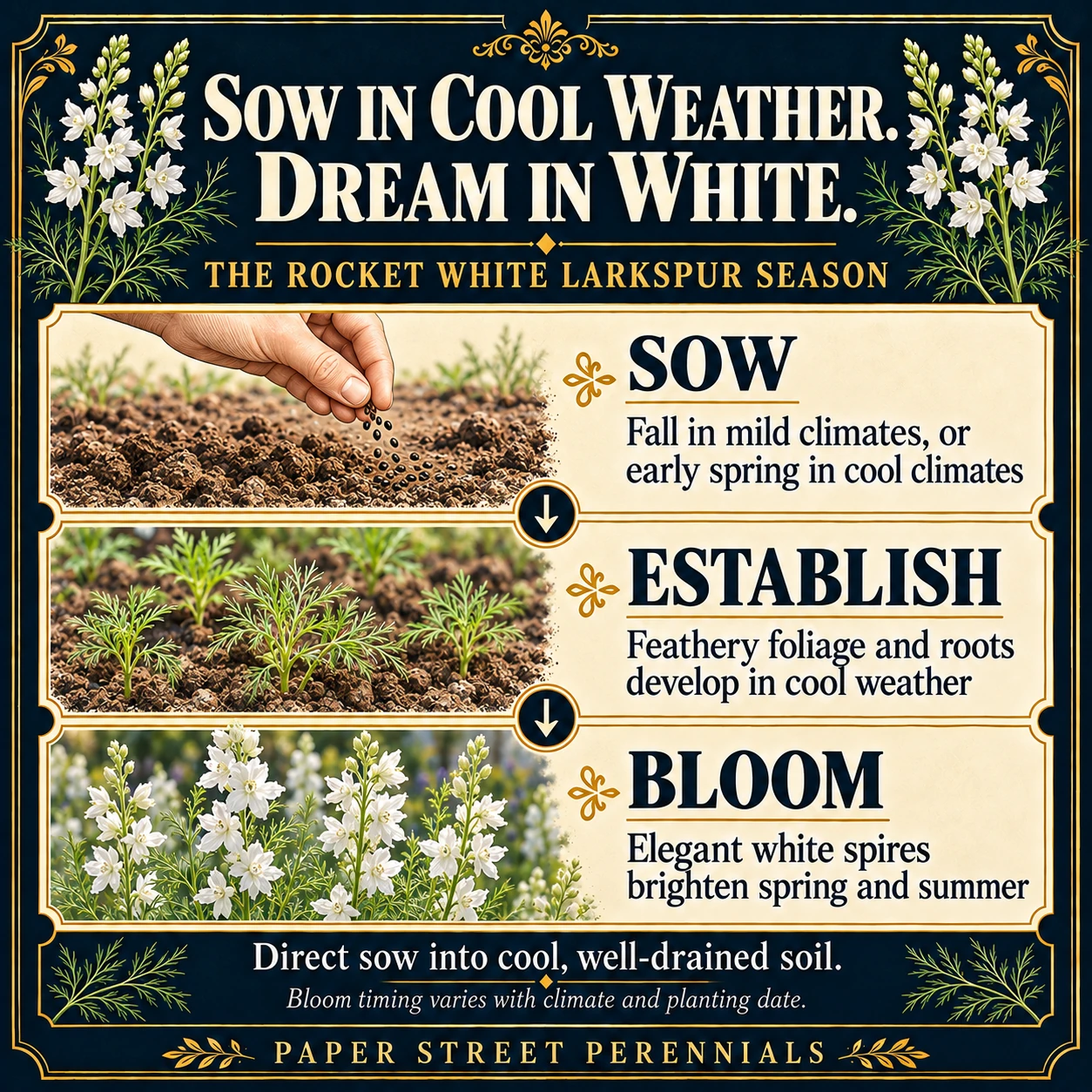 Rocket White Larkspur: Seasonal guide