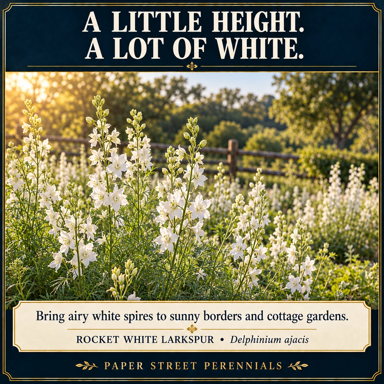 Rocket White Larkspur: Illustrative garden planting