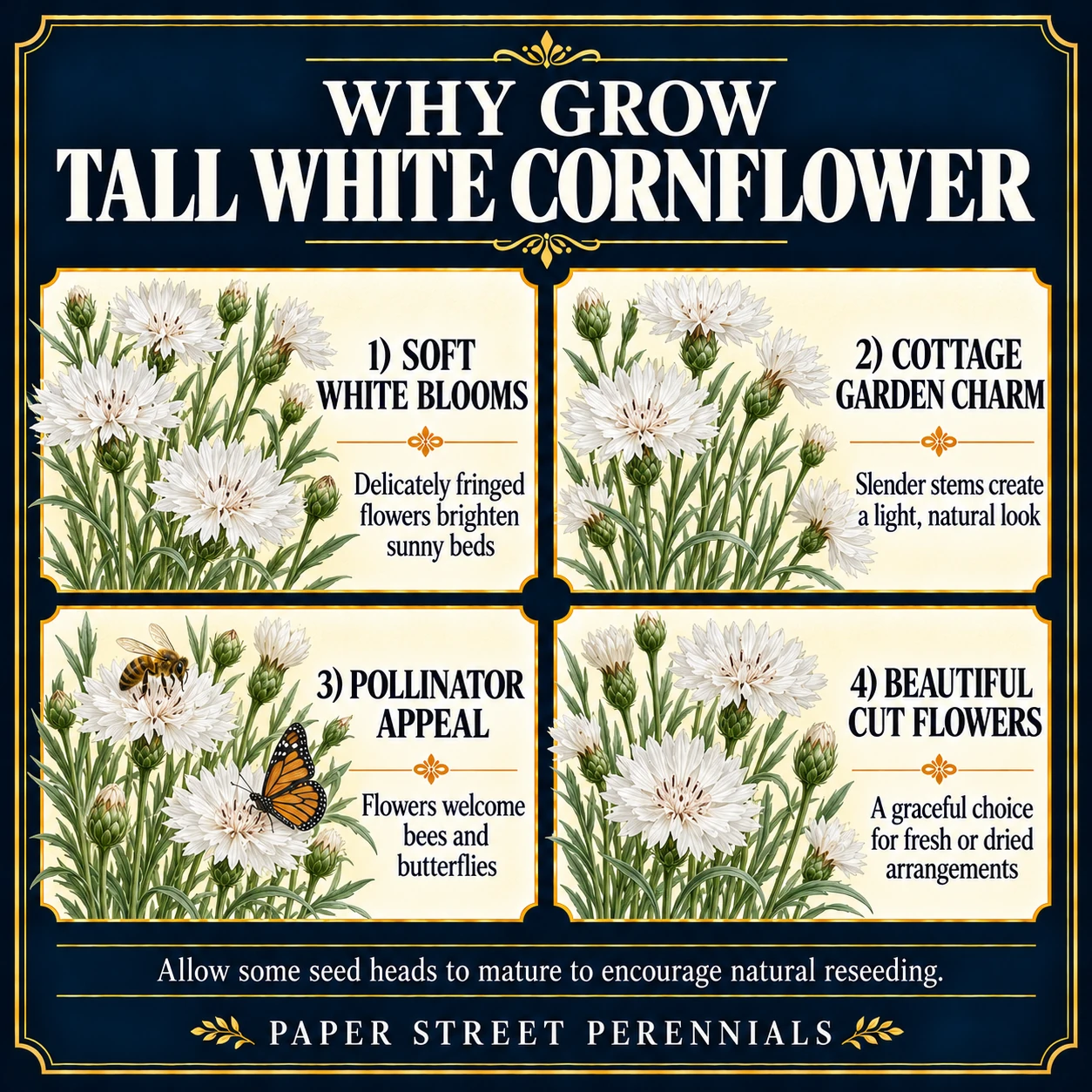 Tall White Cornflower: Flower detail and benefits