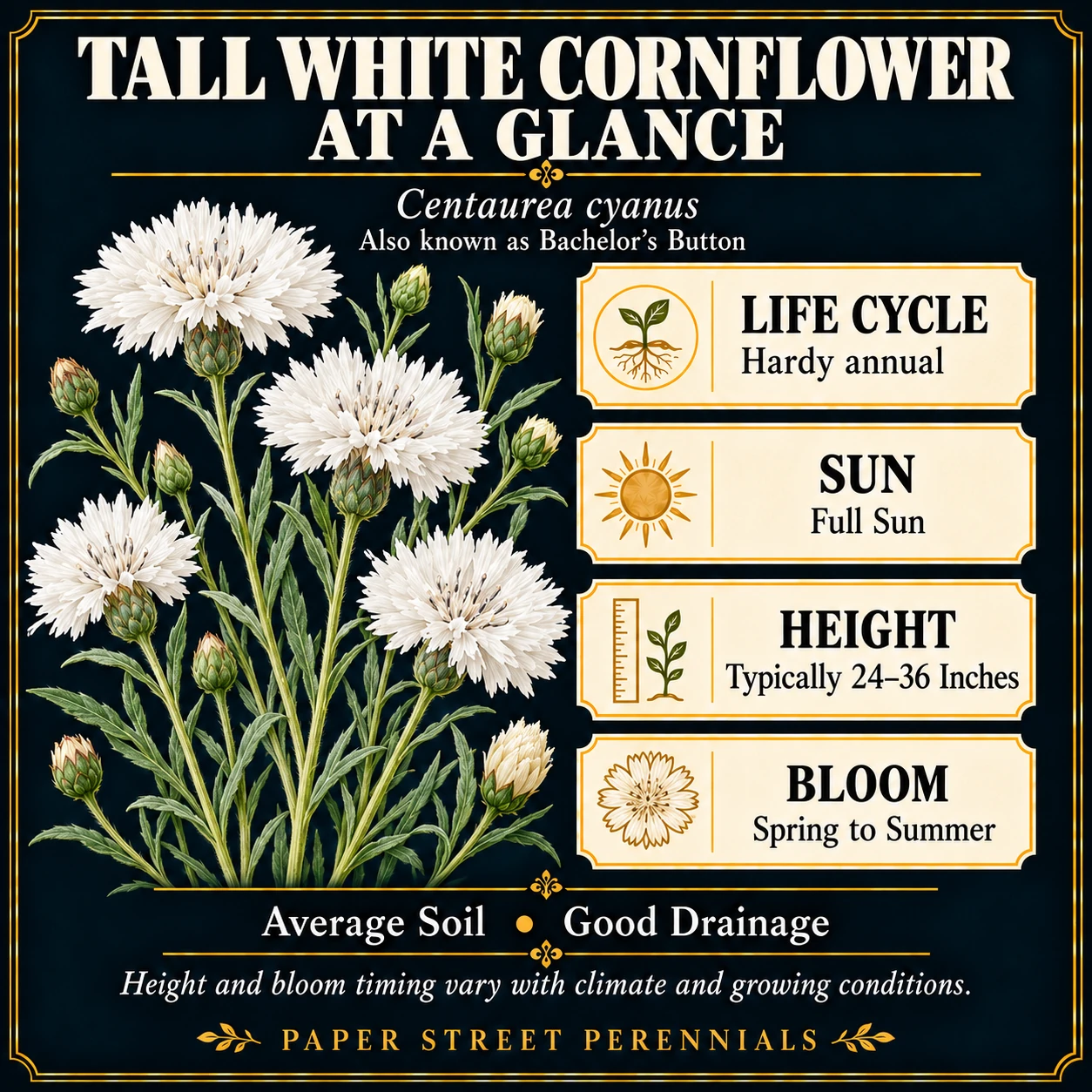 Tall White Cornflower: Garden character