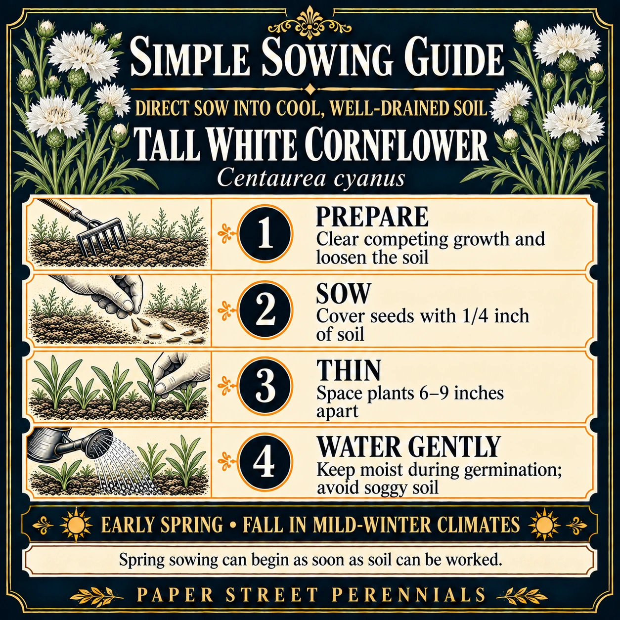 Tall White Cornflower: Sowing guide
