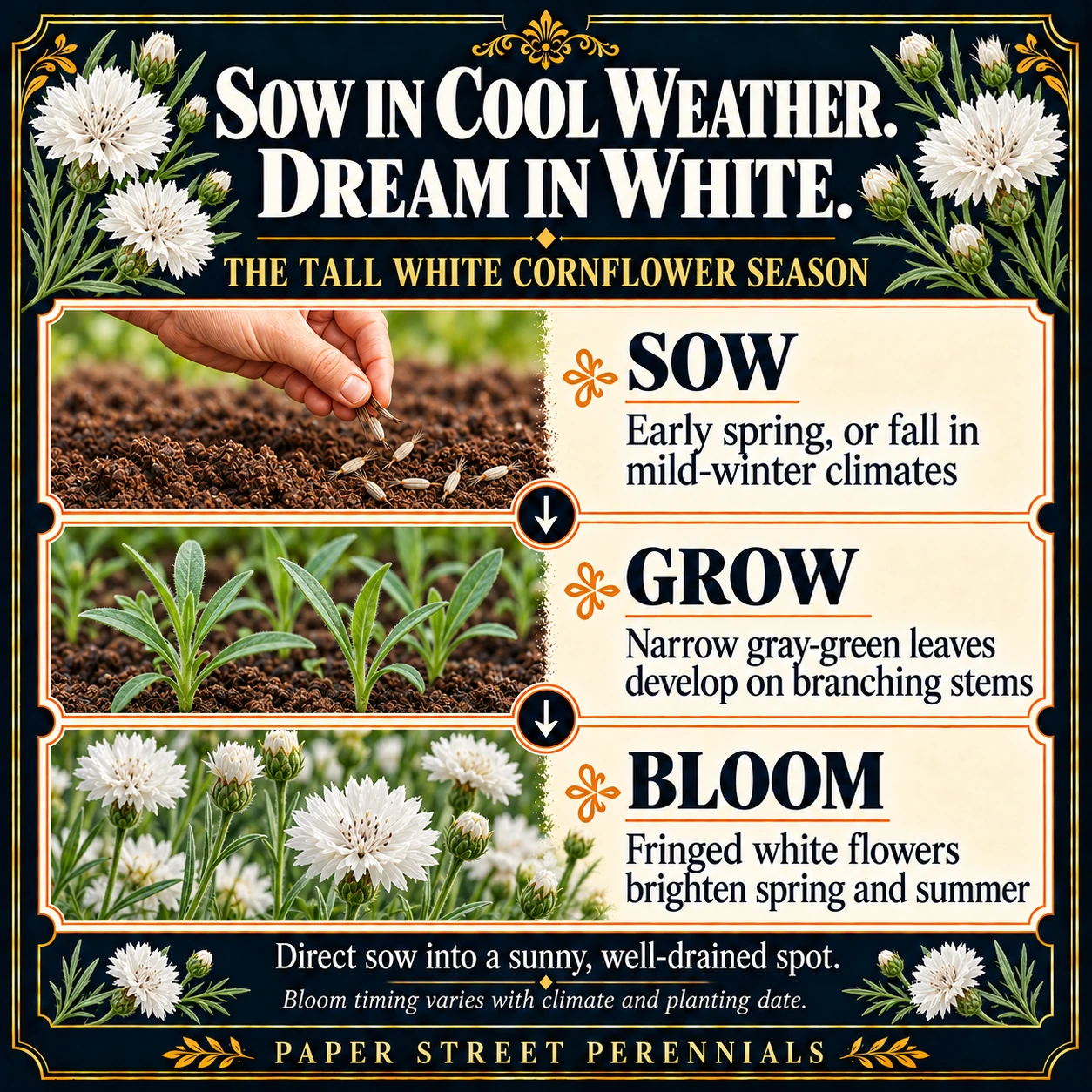Tall White Cornflower: Seasonal guide