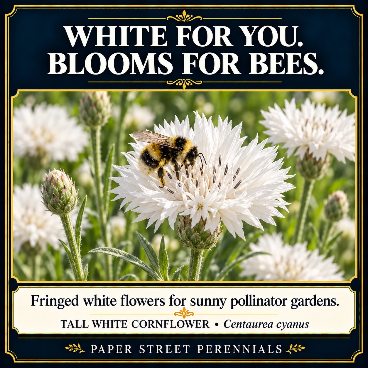 Tall White Cornflower: Flowers and garden visitors