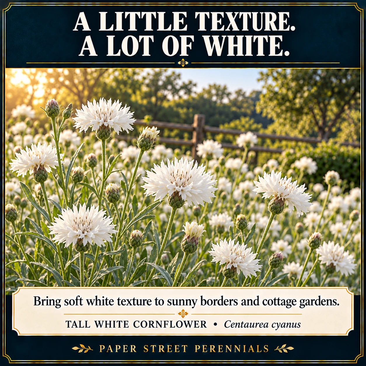 Tall White Cornflower: Illustrative garden planting