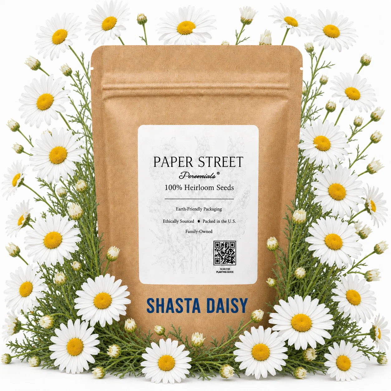 Shasta Daisy ‘Alaska’ product image