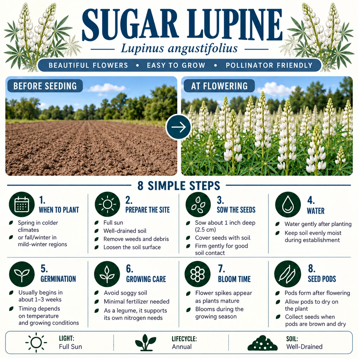 Sugar Lupine planting guide