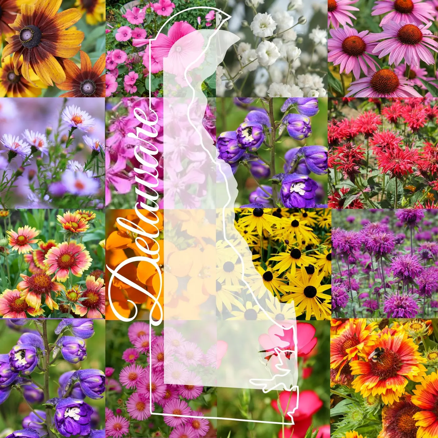 Delaware Wildflower Mix product image