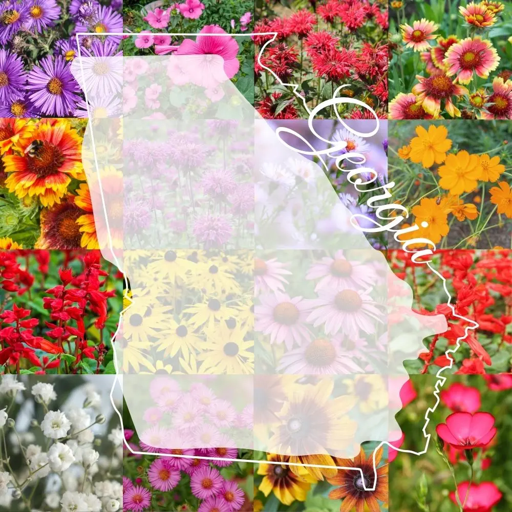 Georgia Wildflower Mix product image