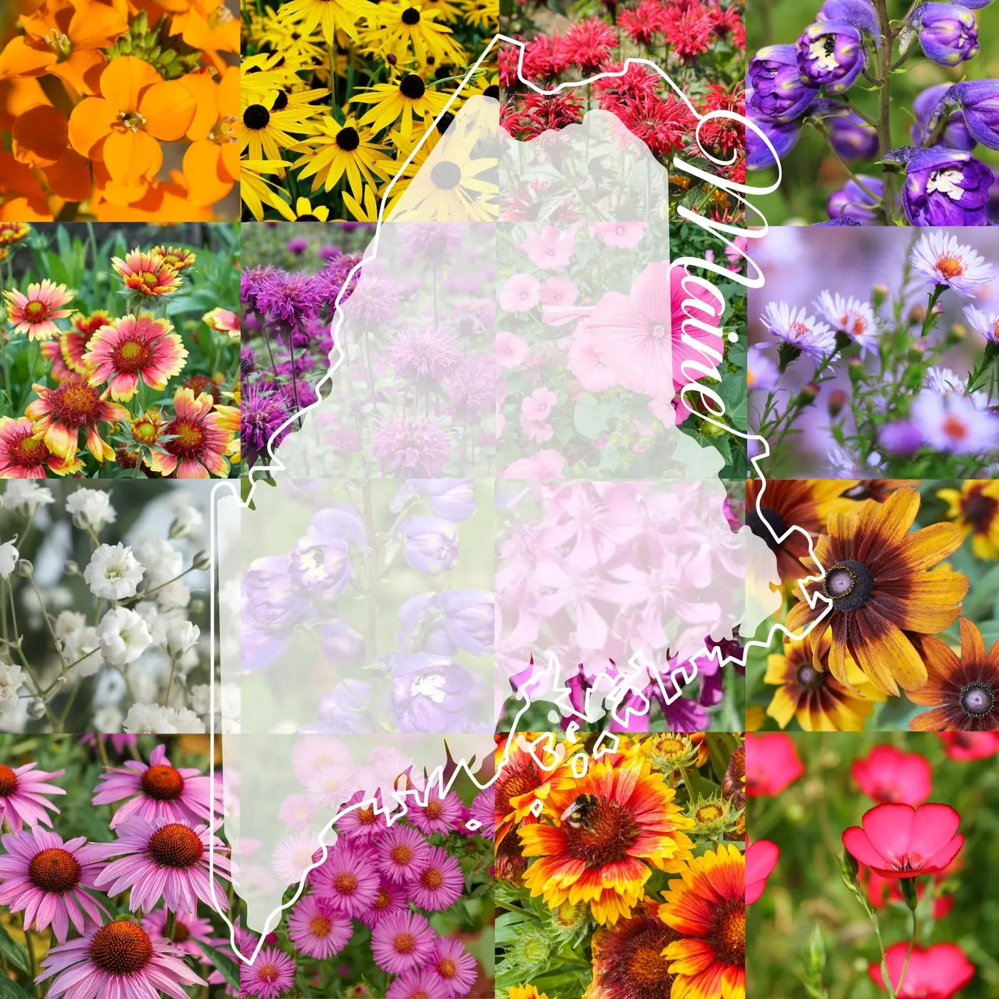 Illinois Wildflower Mix product image