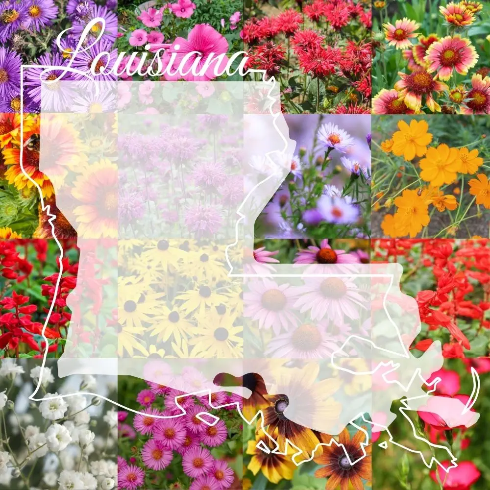 Louisiana Wildflower Mix flowers and seed package