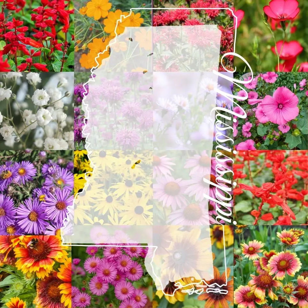 Mississippi Wildflower Mix product image