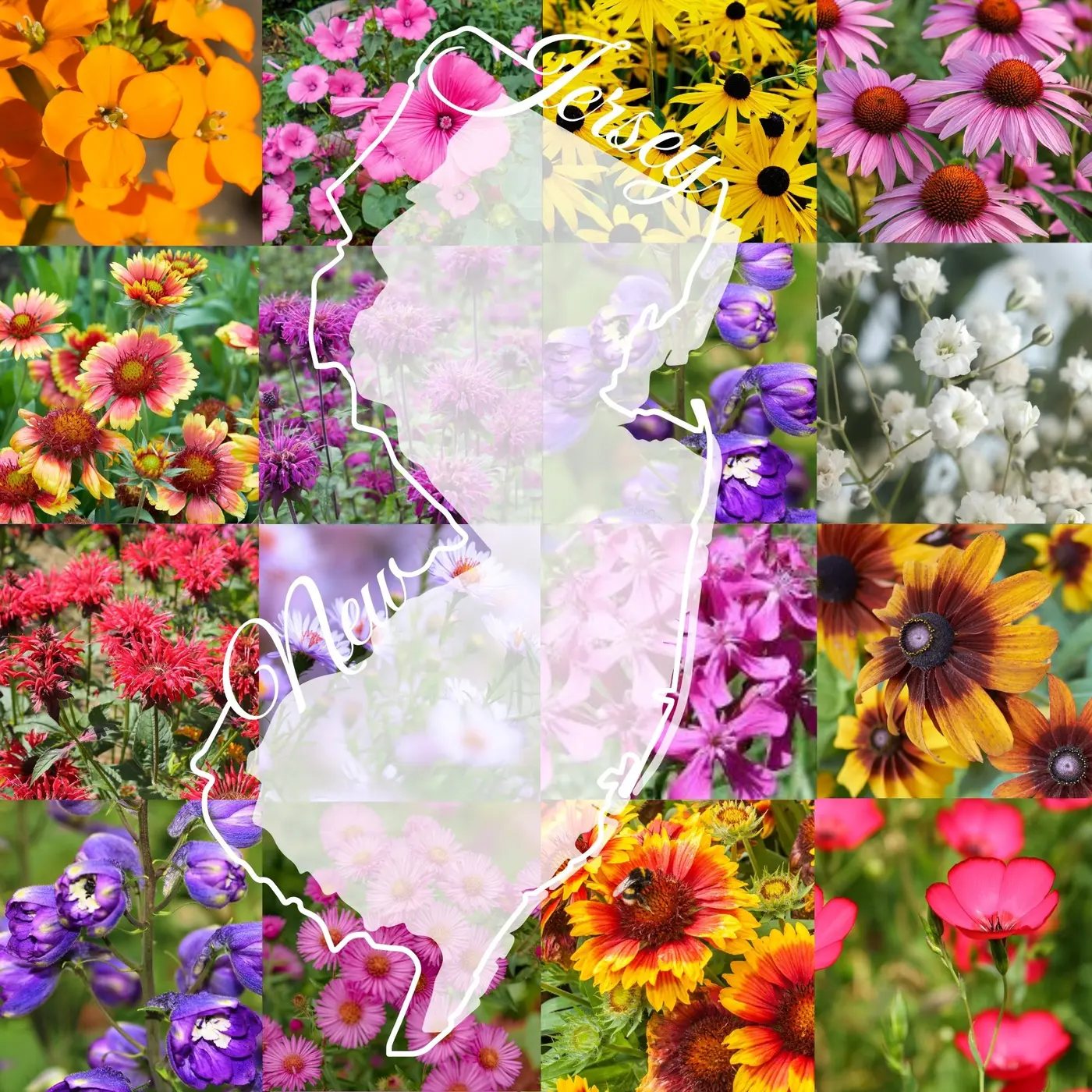 New Jersey Wildflower Mix product image