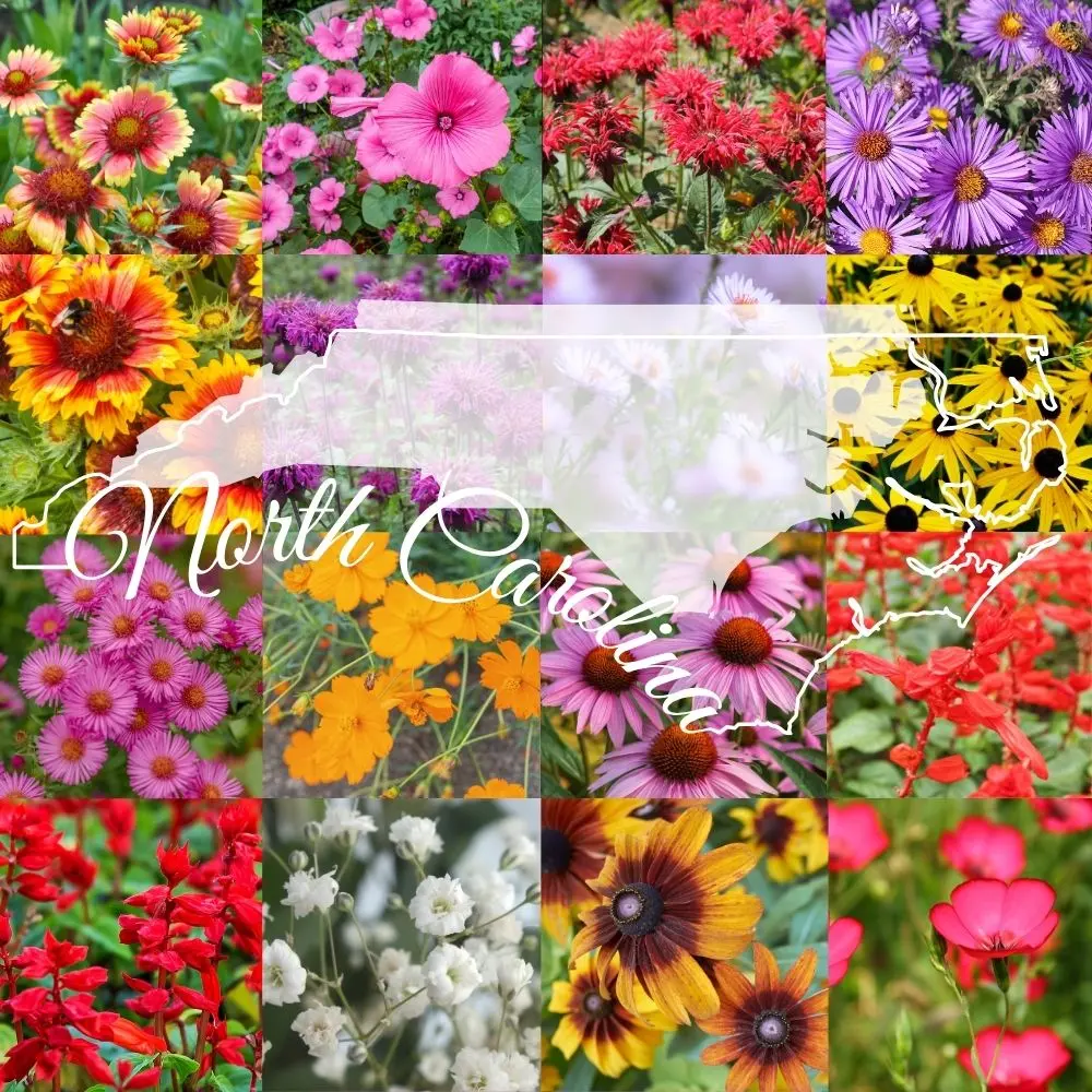 North Carolina Wildflower Mix flowers and seed package