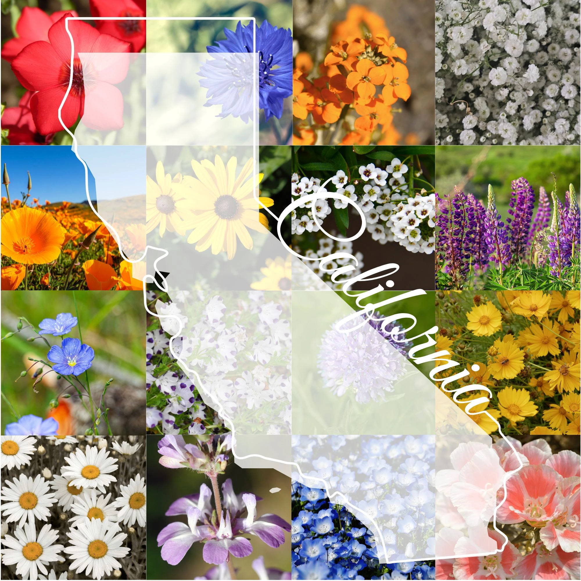California - Northern Wildflower Mix seeds