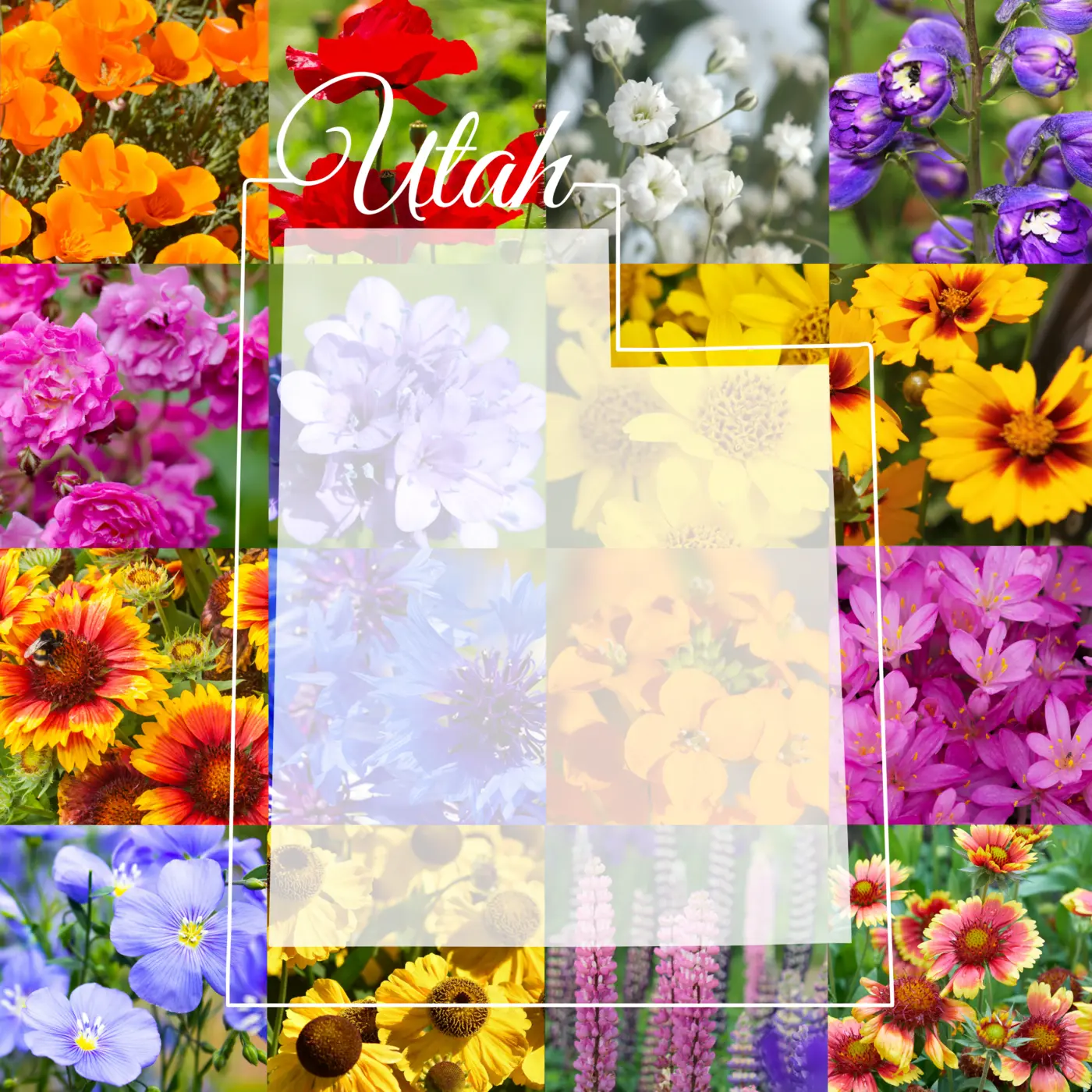 Utah Wildflower Mix product image
