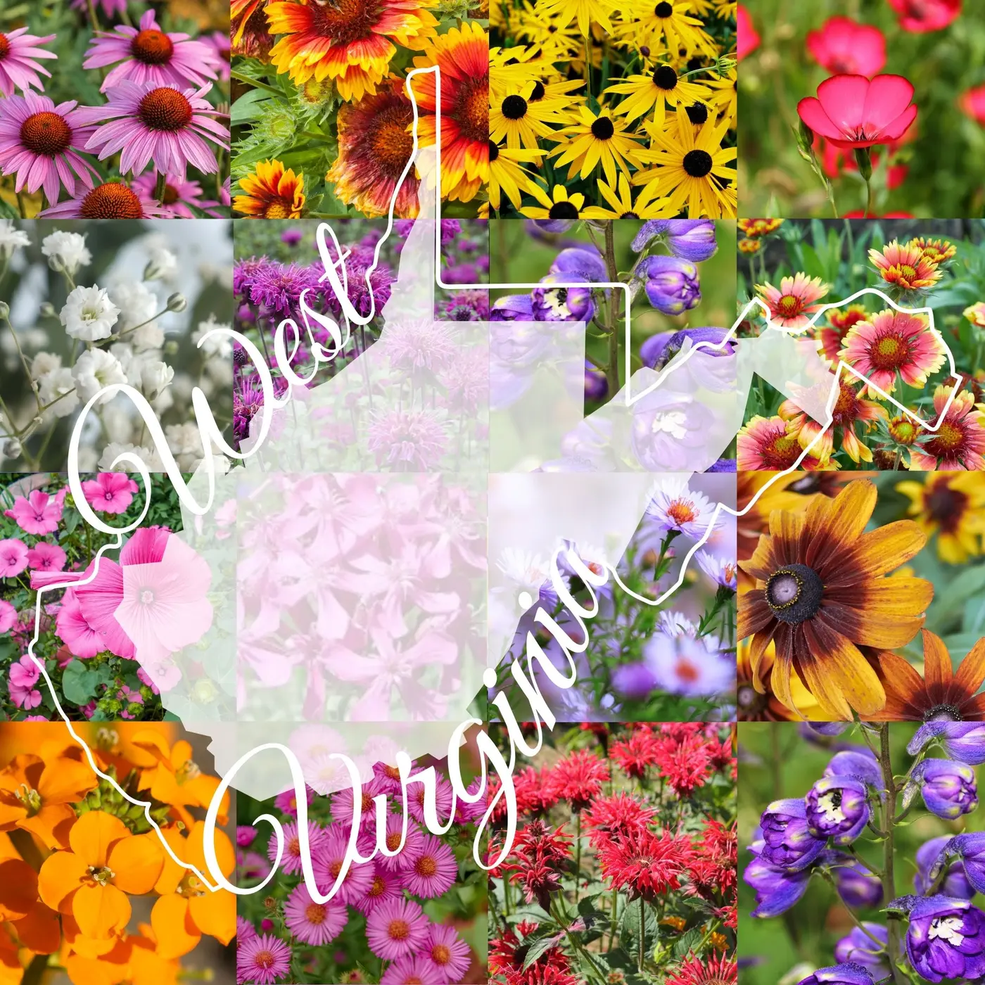 West Virginia Wildflower Mix product image