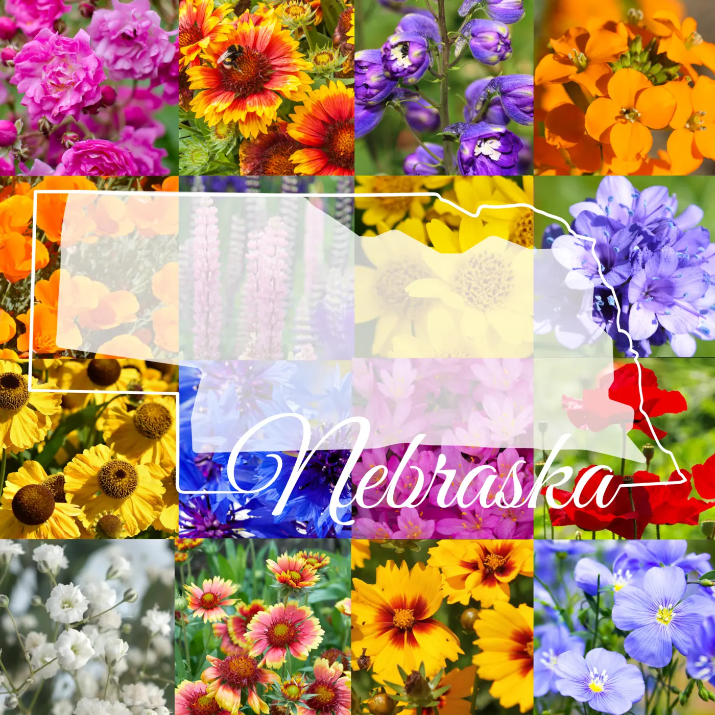 Western Nebraska Wildflower Mix flowers and seed package