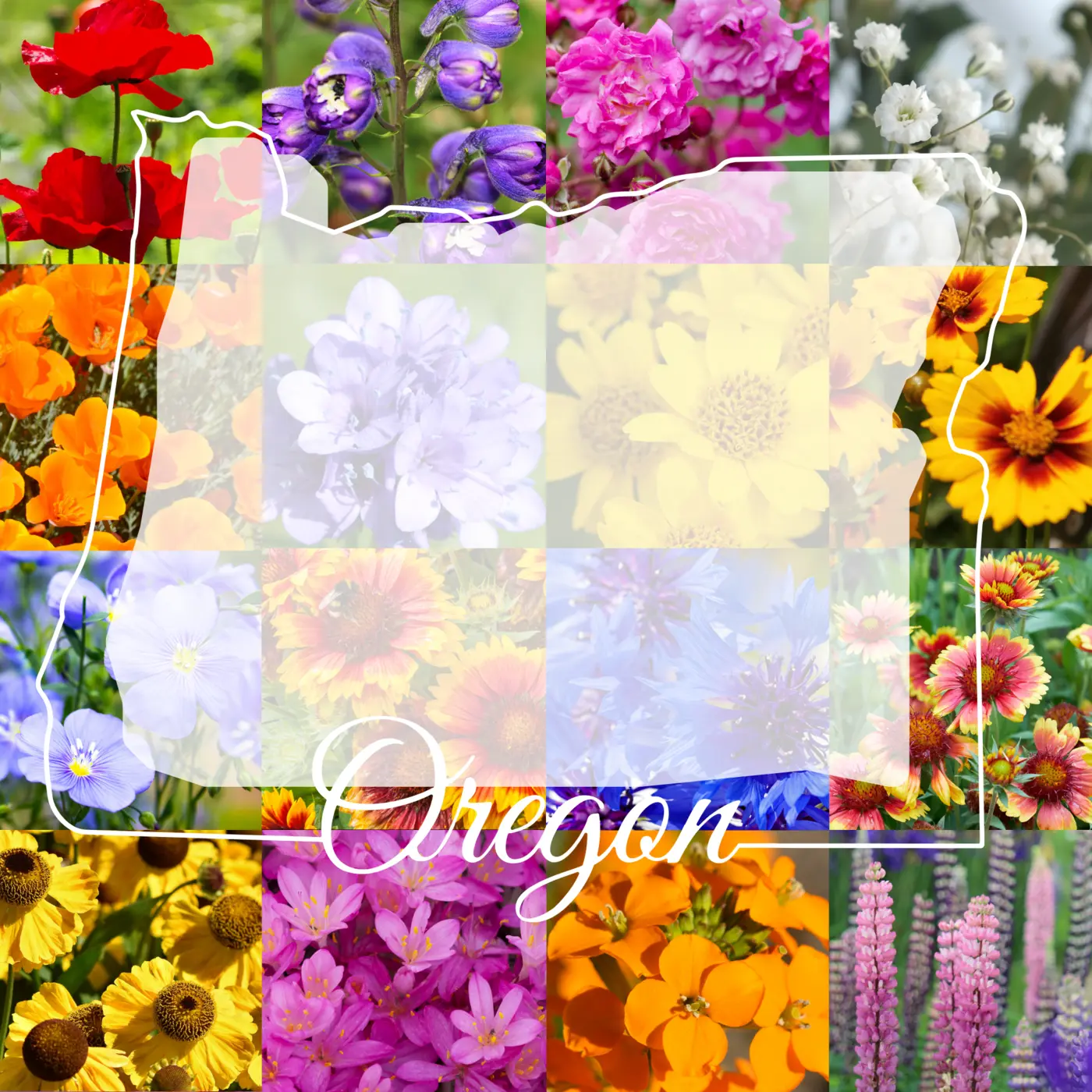 Oregon - Western Wildflower Mix seeds