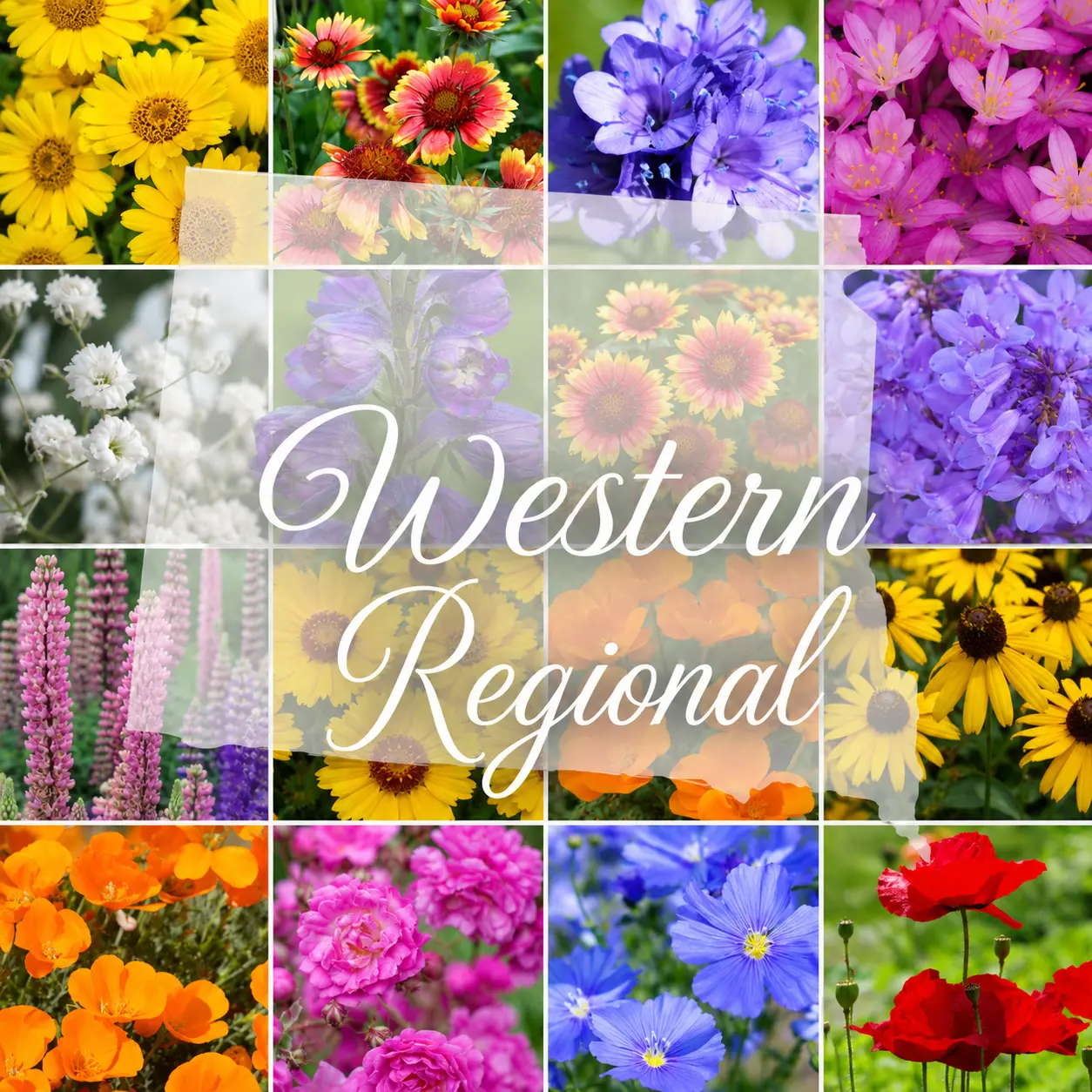 Western Kansas Wildflower Mix product image