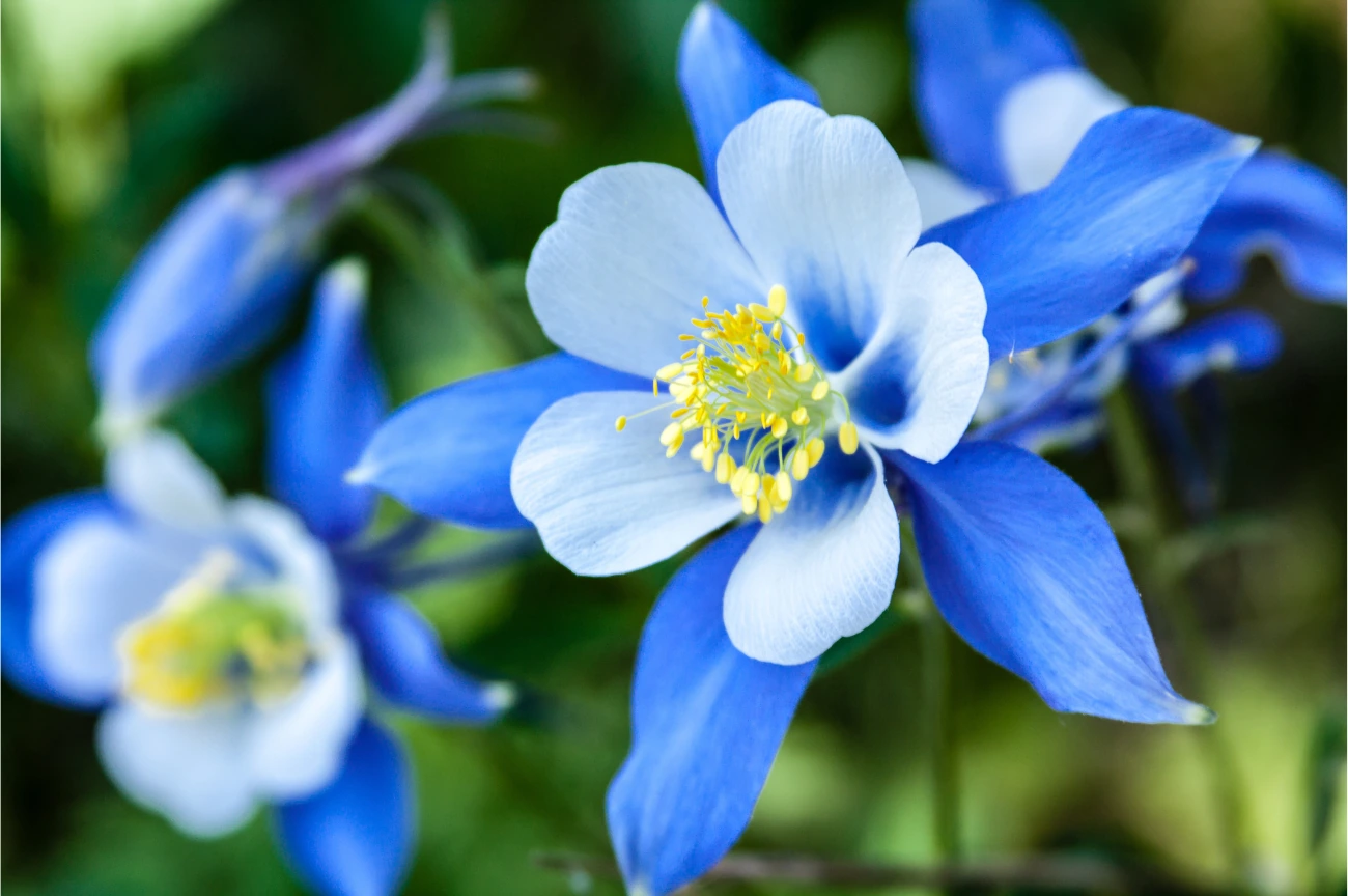 Blue Columbine flowers