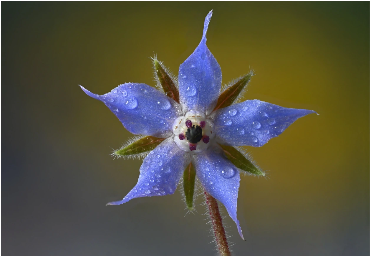 Borage flowers