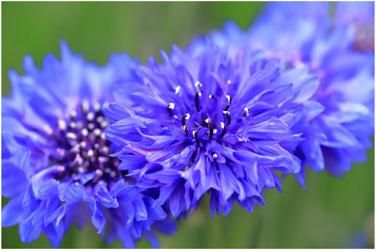 Cornflower flowers