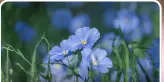 Color view of Blue Flax flowers