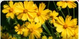 Color view of Lanceleaf Coreopsis flowers