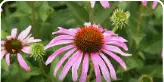 Color view of Purple Coneflower flowers