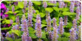 Color view of Purple Giant Hyssop flowers