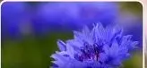 Color view of Cornflower flowers