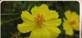 Color view of Sulphur Cosmos flowers